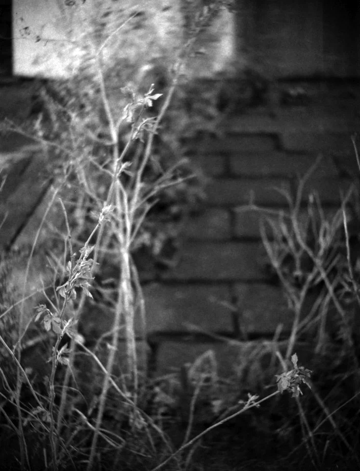 セミライラ改 作例