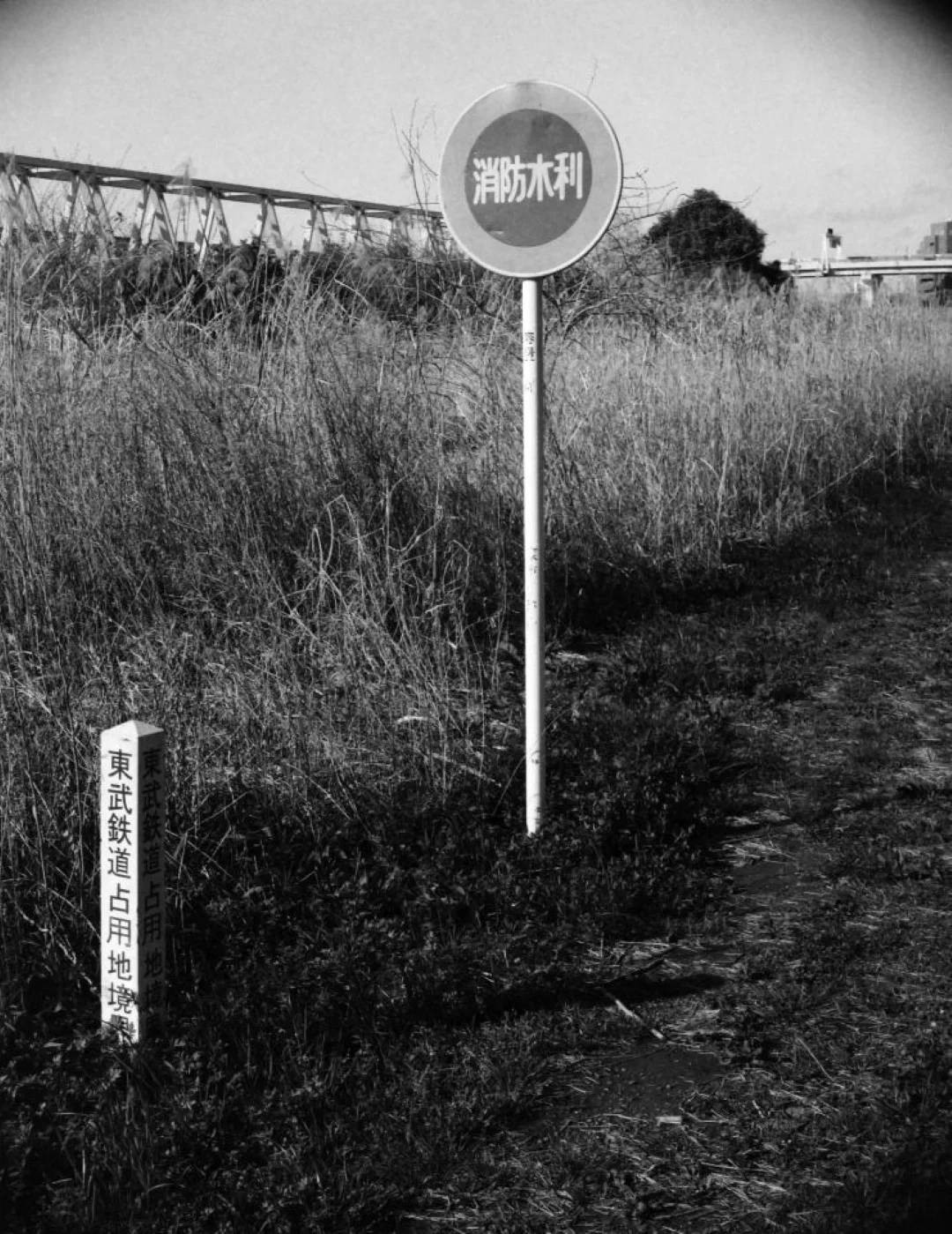 セミライラ改 作例