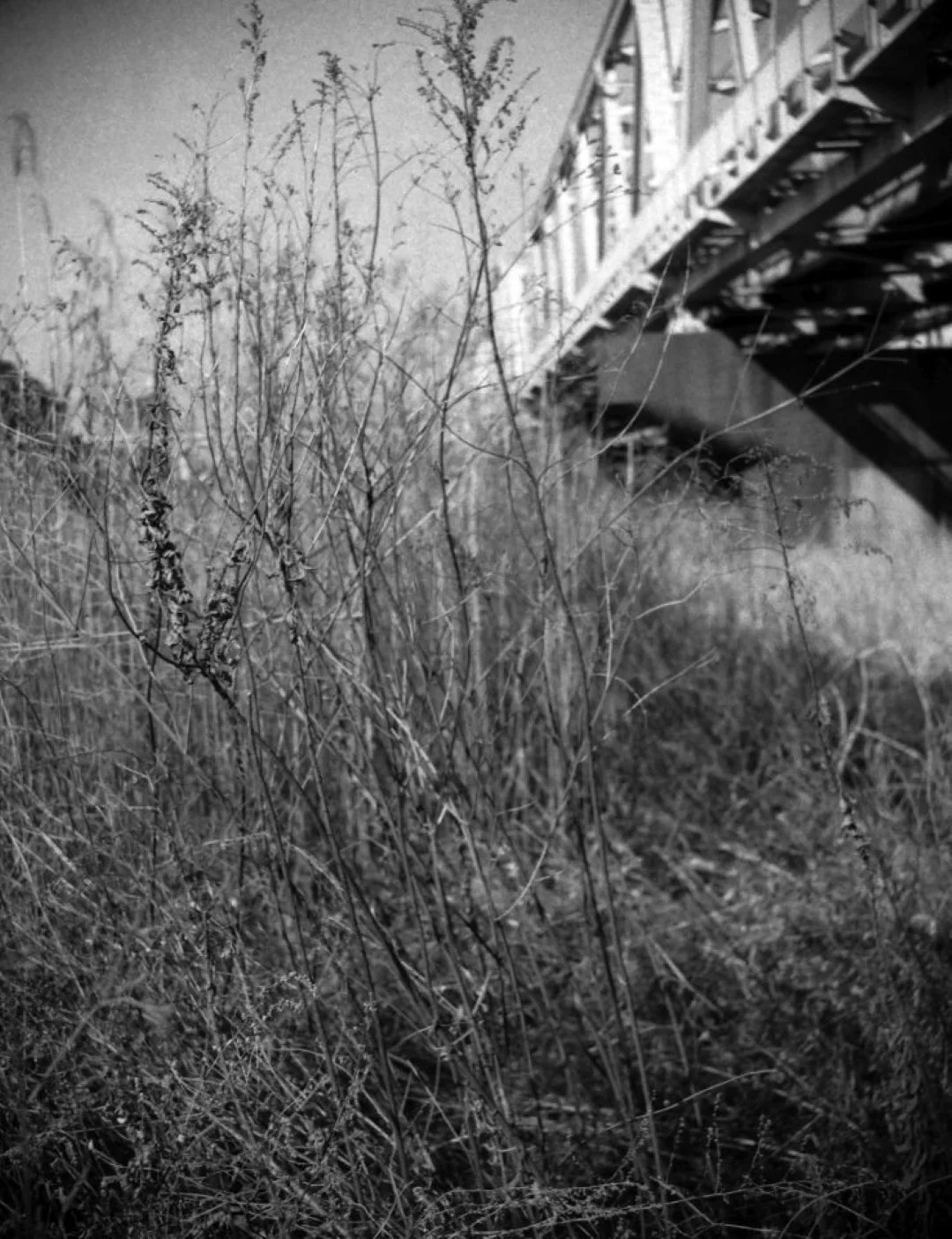 セミライラ改 作例