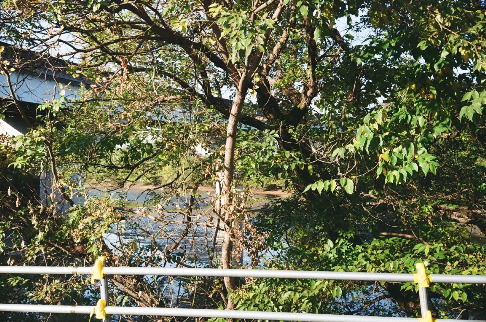 SUPER ROKKOR 45mm F2.8追加作例(ボディはZorki-1)