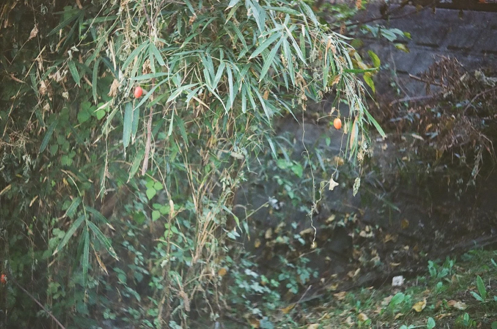 SUPER ROKKOR 45mm F2.8追加作例(ボディはZorki-1)