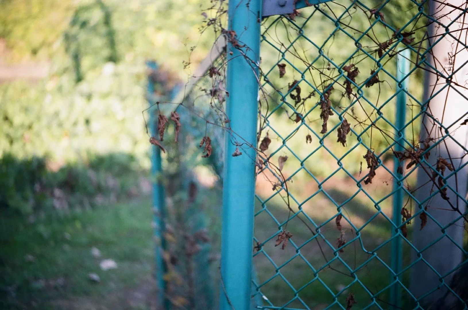 SUPER ROKKOR 45mm F2.8追加作例(ボディはZorki-1)