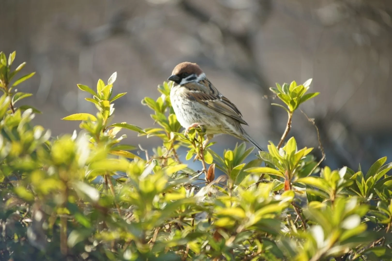 泰成光学 タムロン200mm F6.3 作例