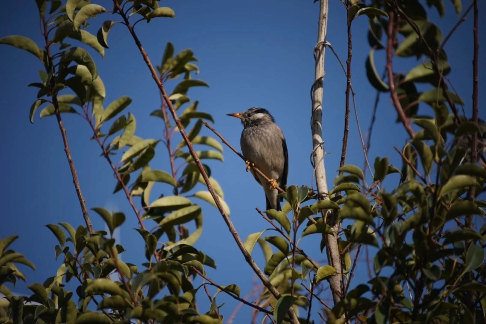 泰成光学 タムロン200mm F6.3 作例