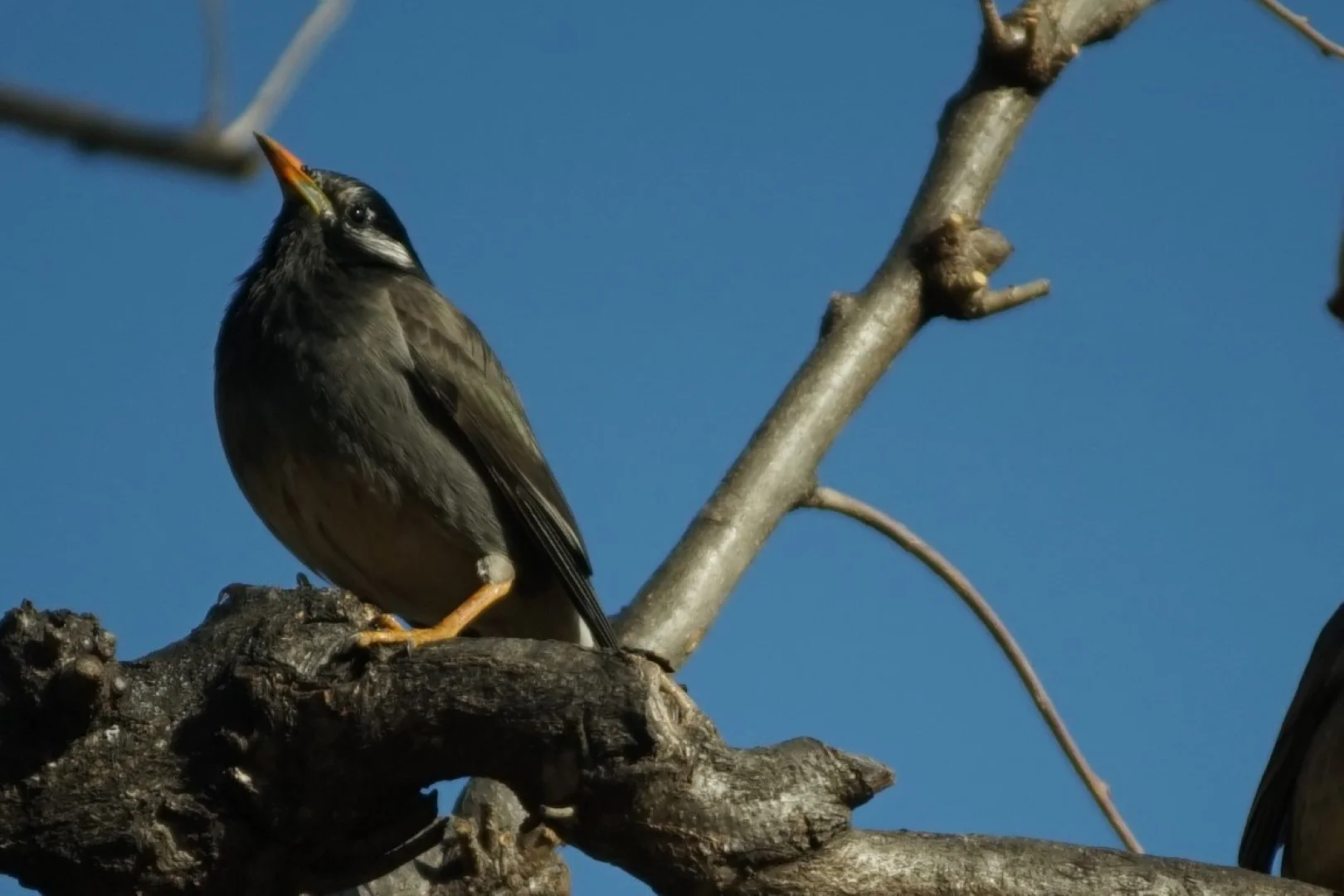 上の画像を拡大