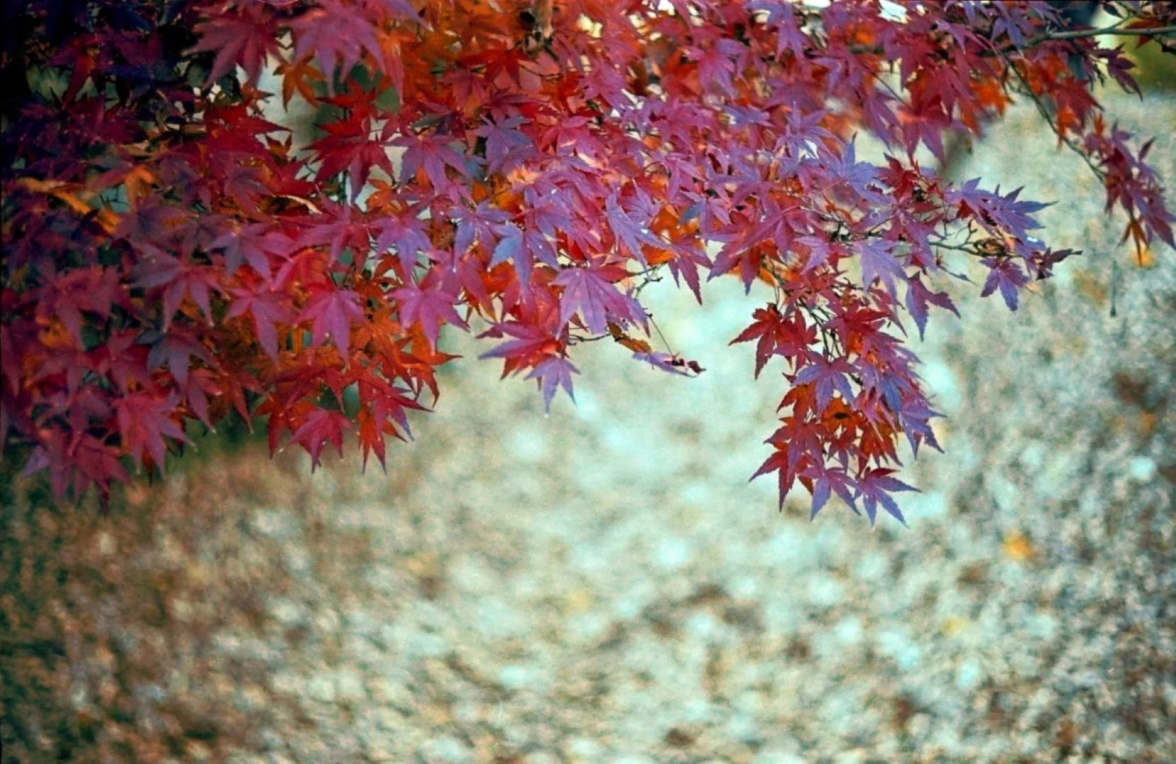 トプコン35-S作例