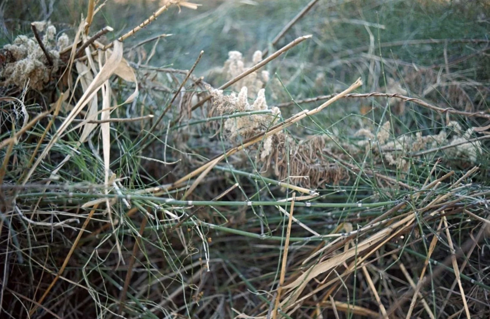 トプコン35-S作例