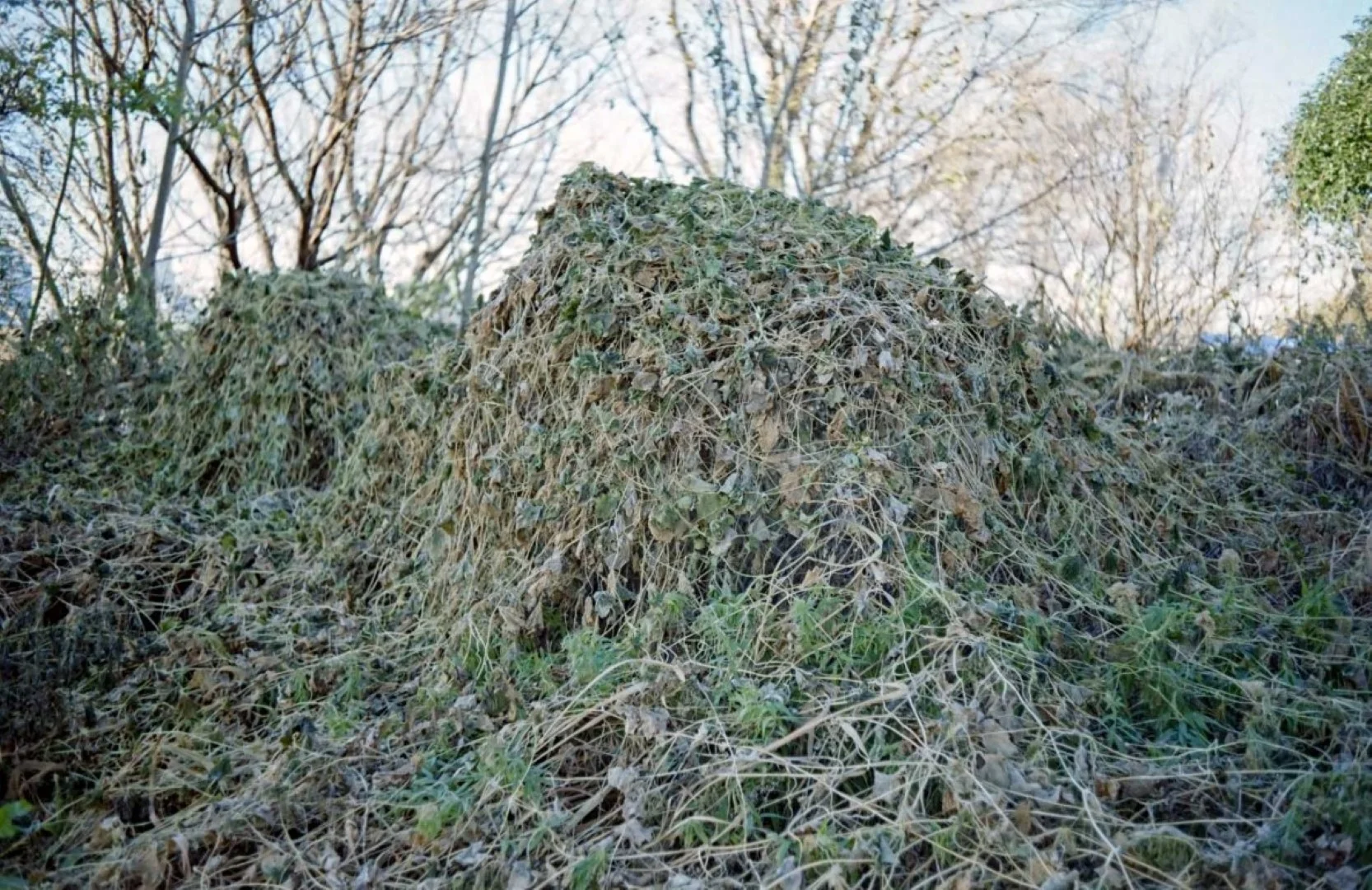 トプコン35-S作例