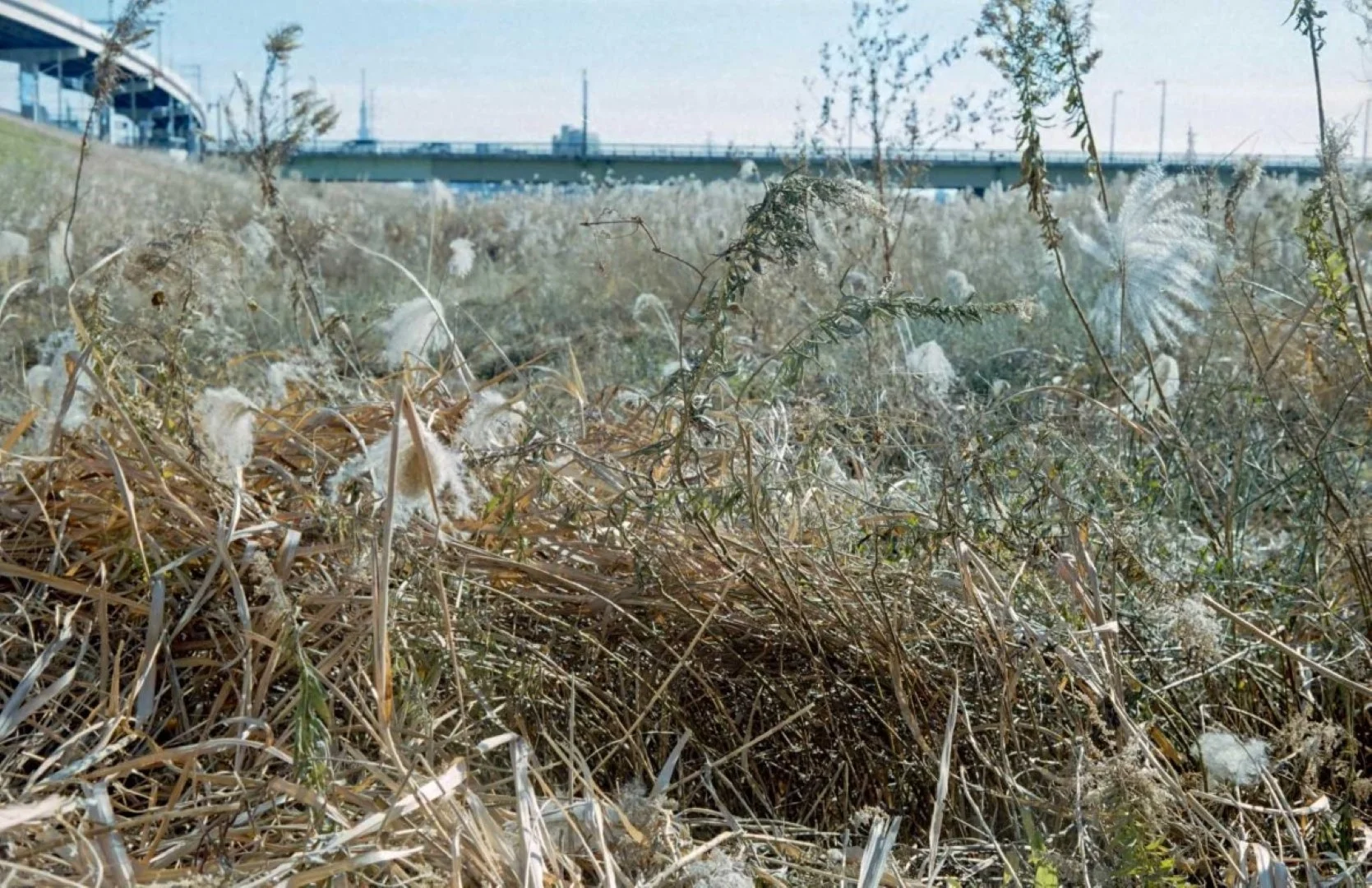 トプコン35-S作例