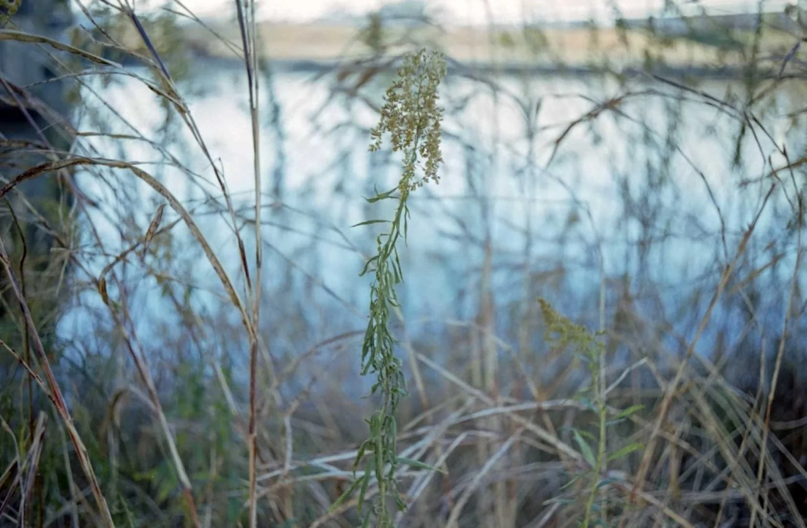 トプコン35-S作例