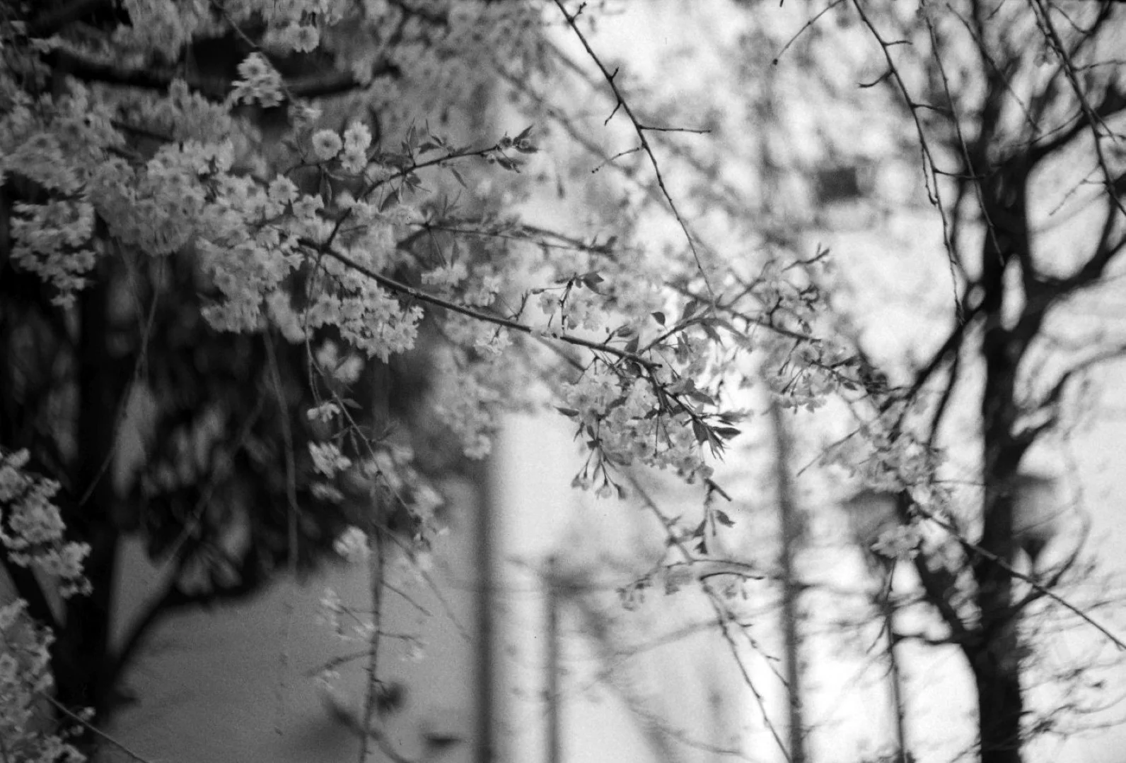 TOPCON RE-2 / RE.Auto-Topcor 58mm F1.8で撮影