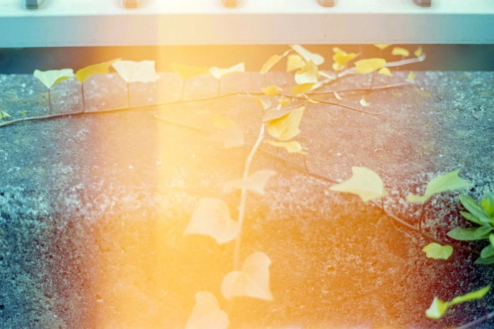 裏蓋をあけたフィルムのスキャン