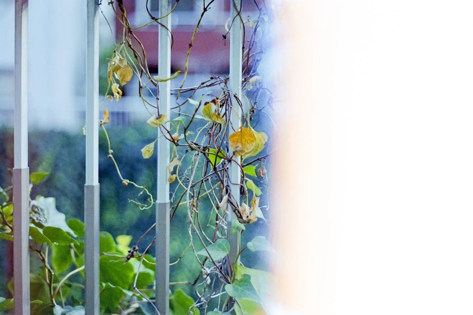 裏蓋をあけたフィルムのスキャン