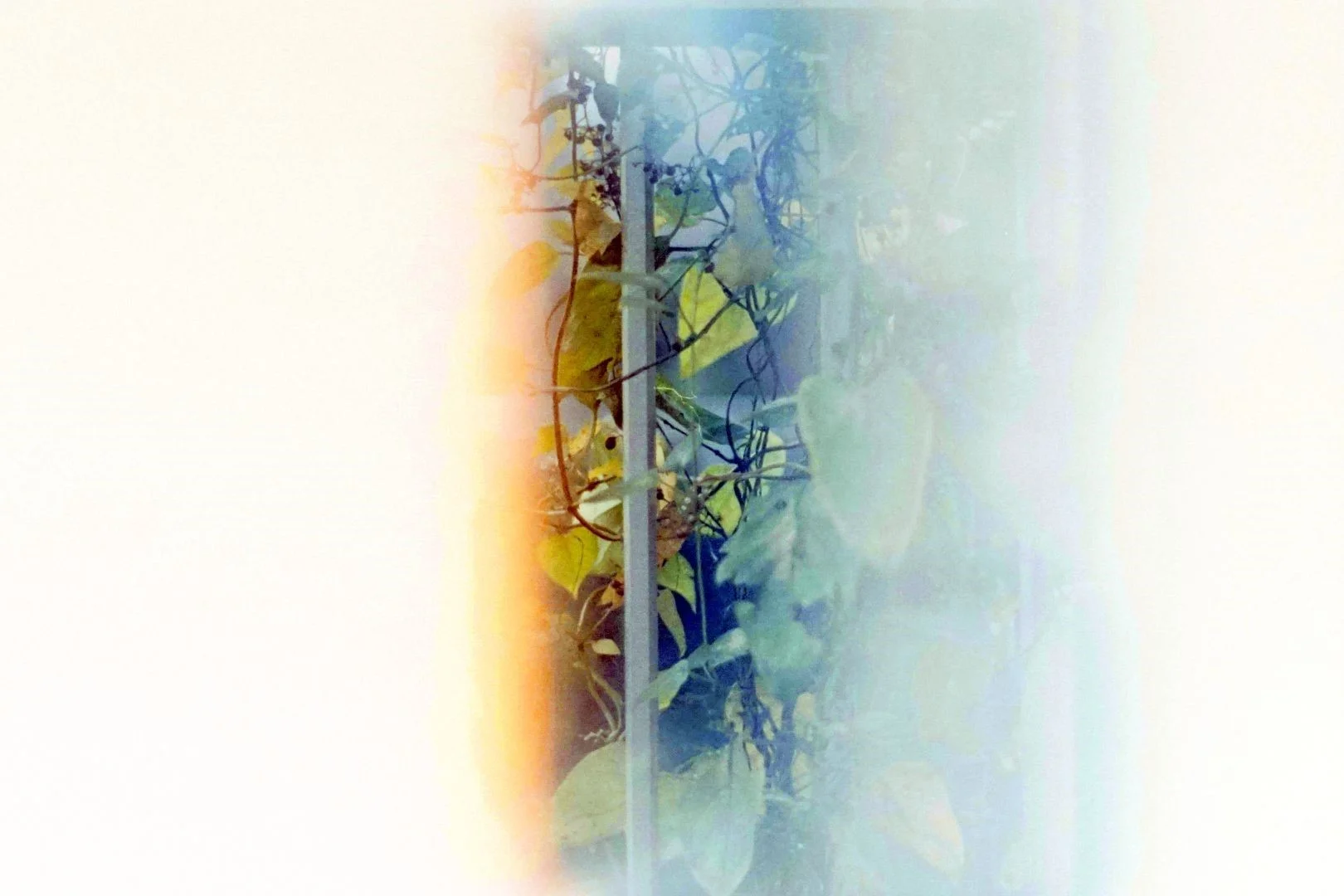 裏蓋をあけたフィルムのスキャン