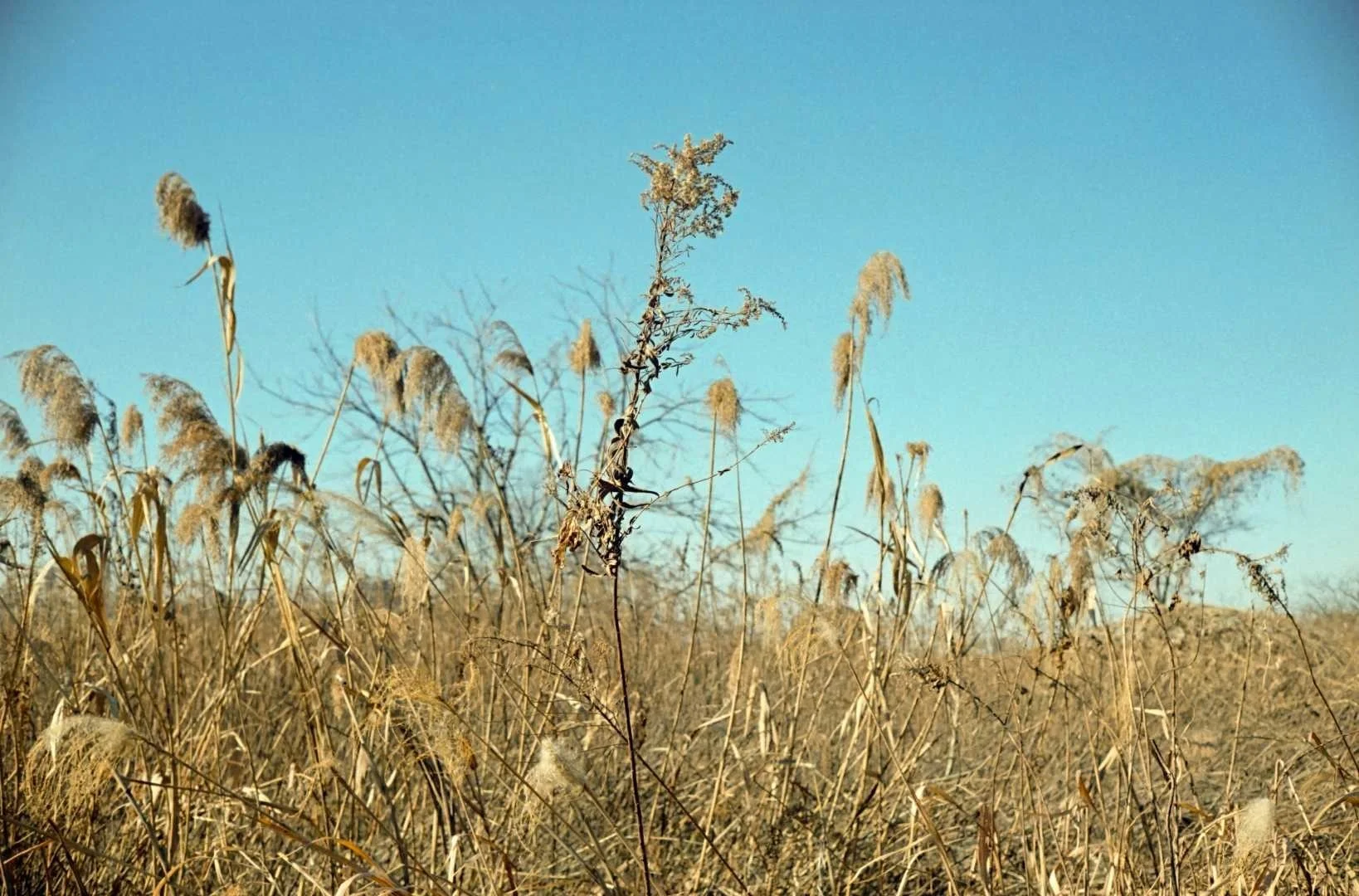 Yashica Electro35G作例