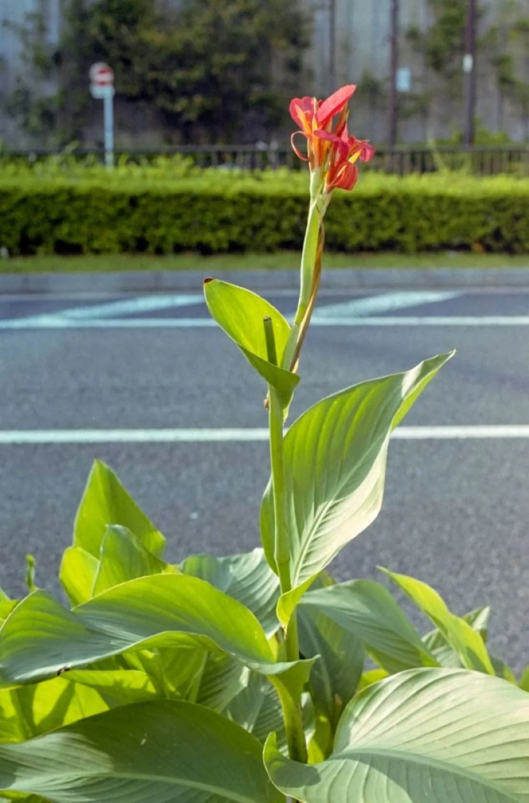 Yashica FRで撮影した写真