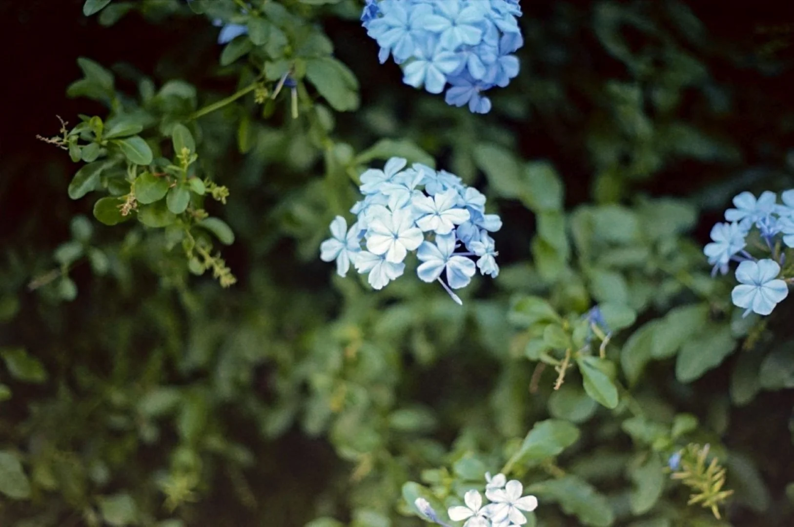 Yashica FRで撮影した写真