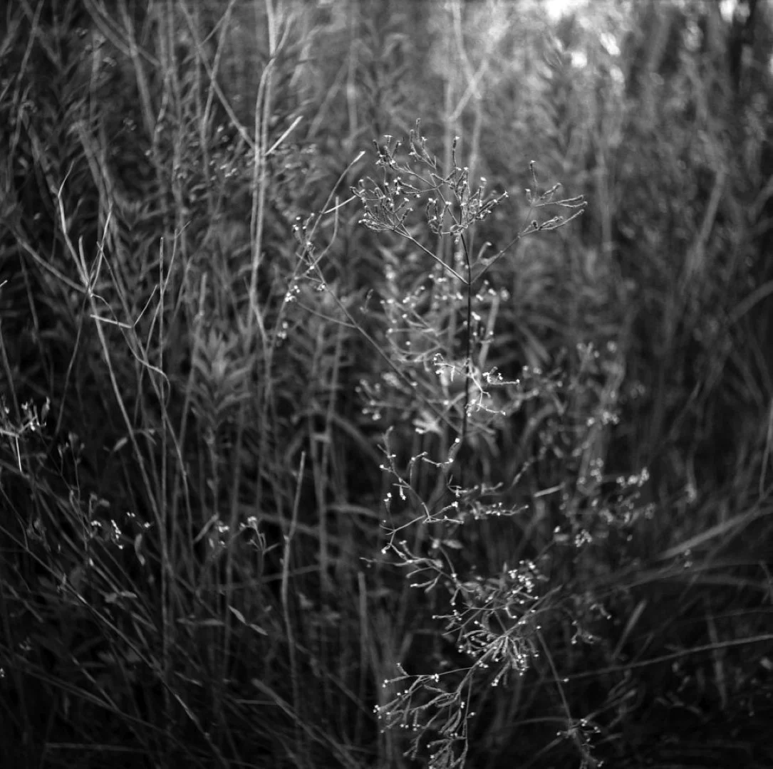 Yashicaflex A2 作例