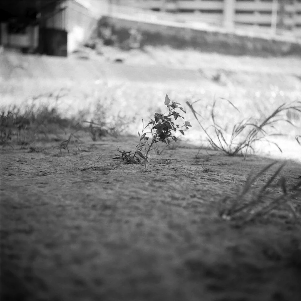 Yashicaflex A2 作例