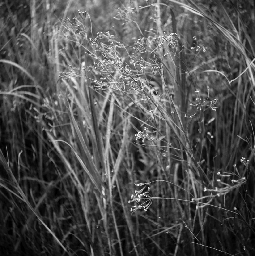 Yashicaflex A2 作例