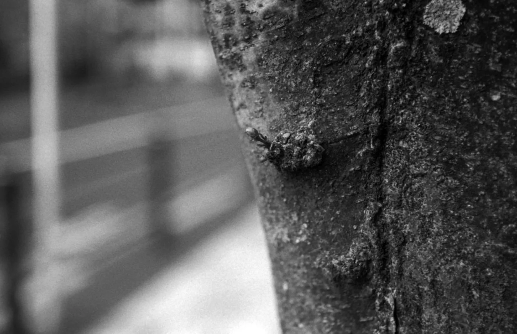 ZENIT-19とTessar 50mm F2.8作例