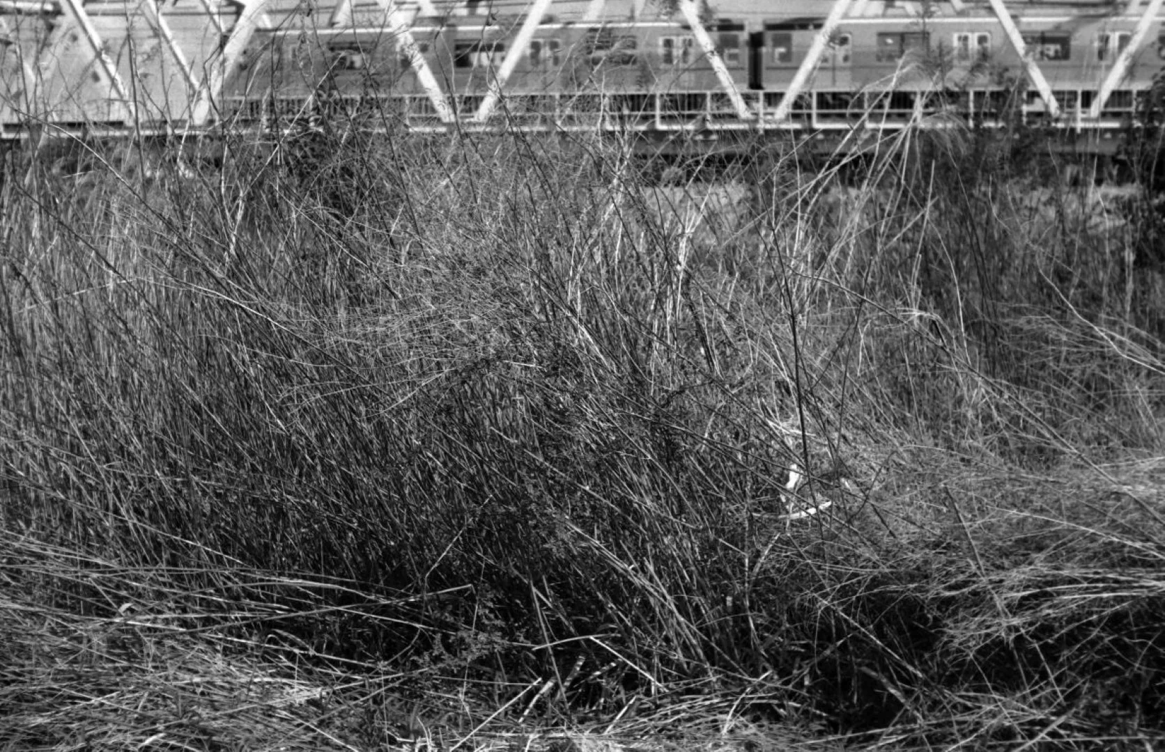 ZENIT-19とTessar 50mm F2.8作例