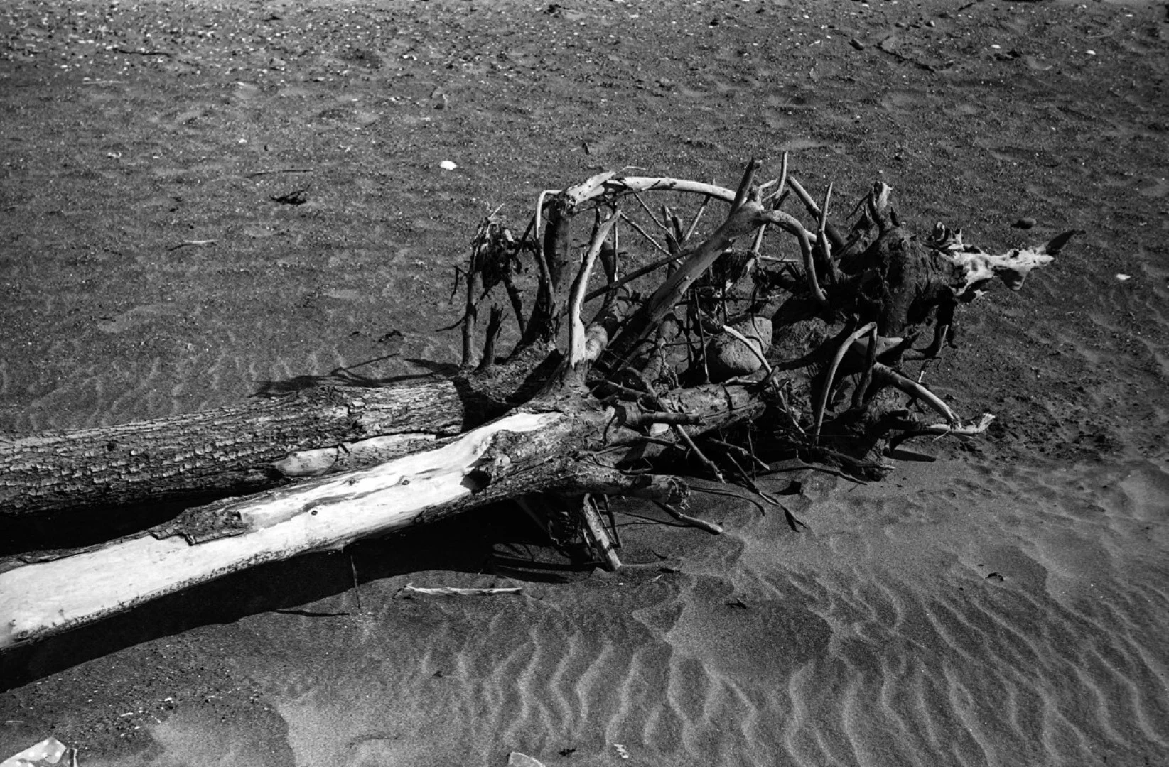 ゾルキー1とジュピター8の作例